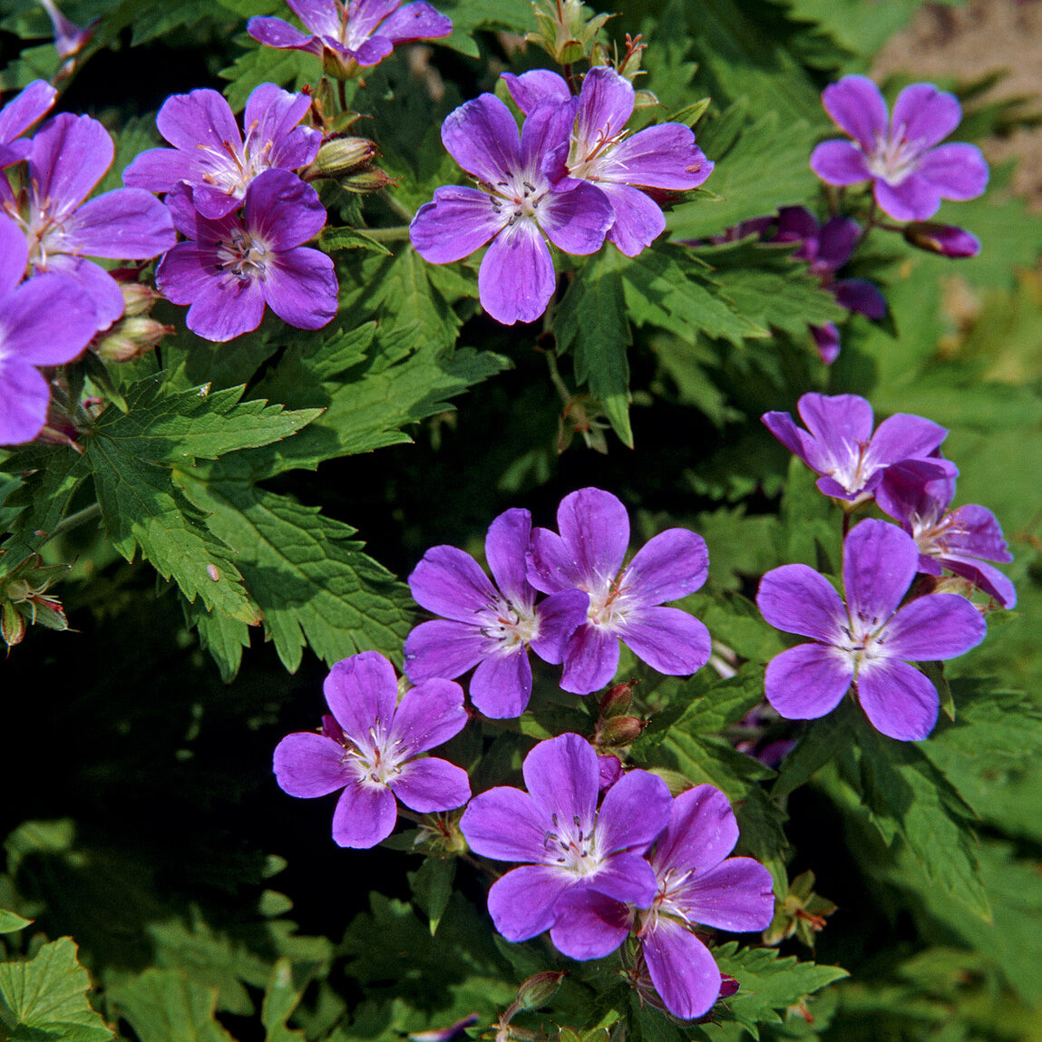 Geranium sylvaticum Mayflower - Géranium vivace des bois Mayflower - Géraniums