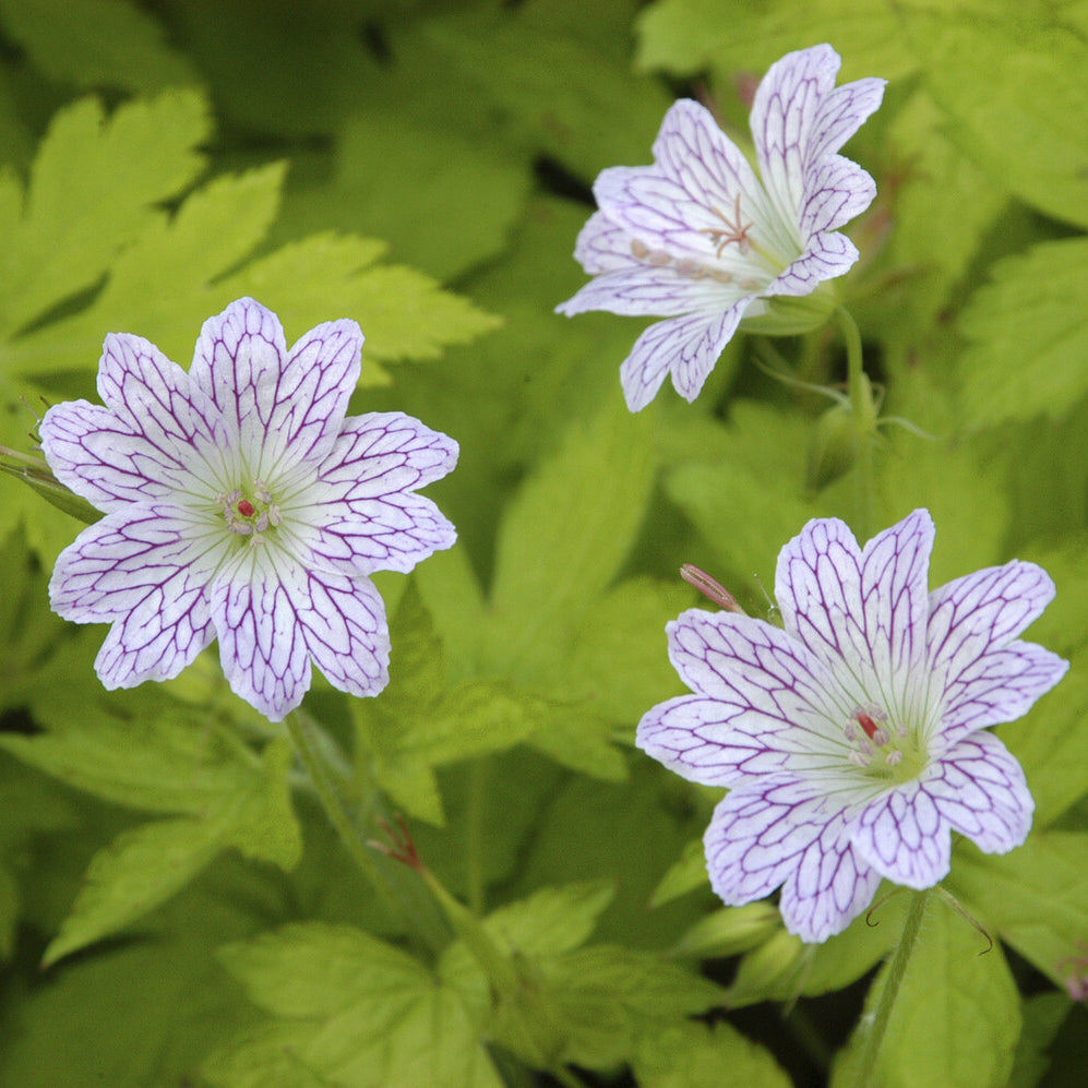Géranium vivace versicolor - Bakker