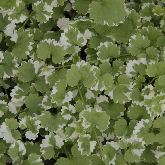 Lierre terrestre panaché - Bakker