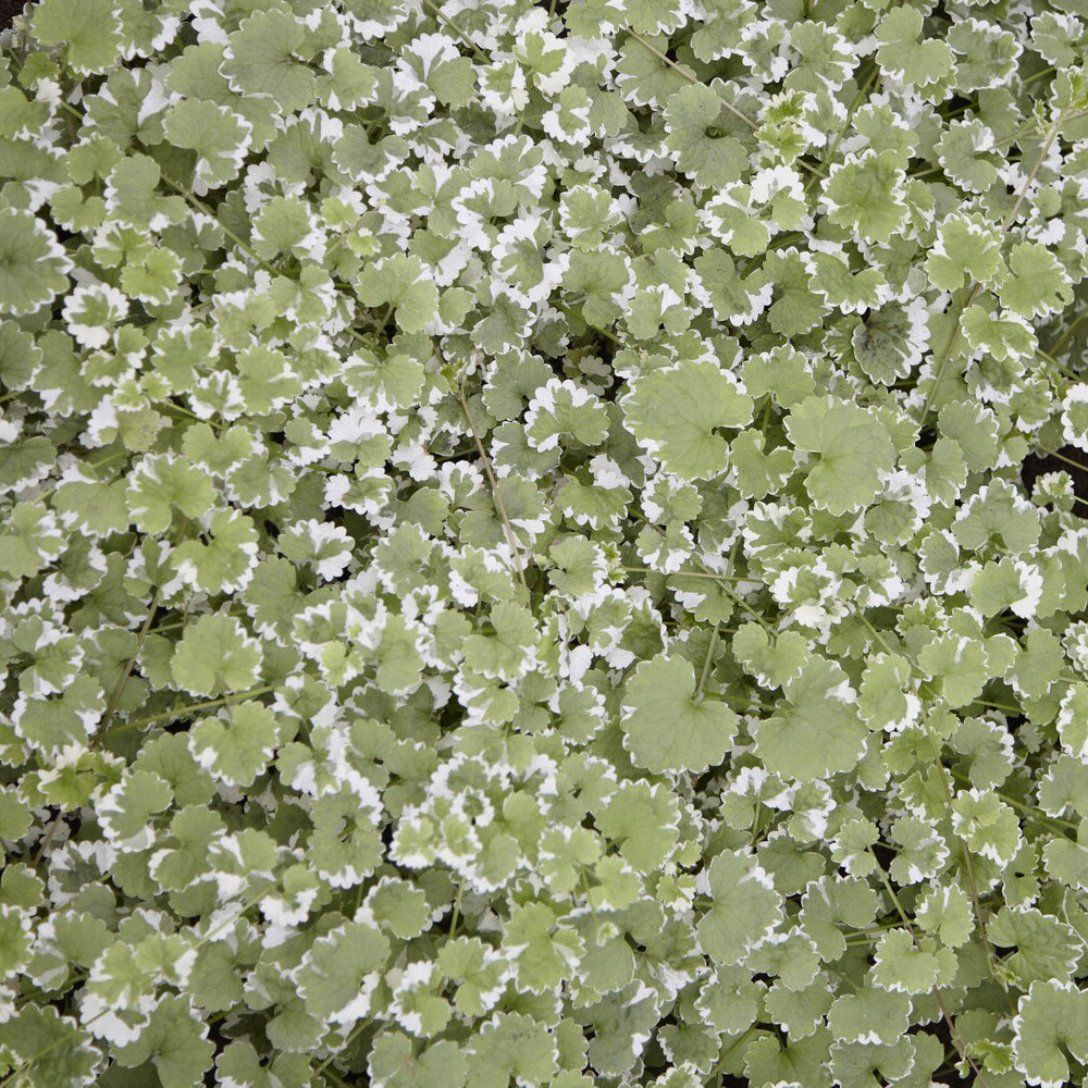 Lierre terrestre panaché - Glechoma hederacea Variegata - Bakker