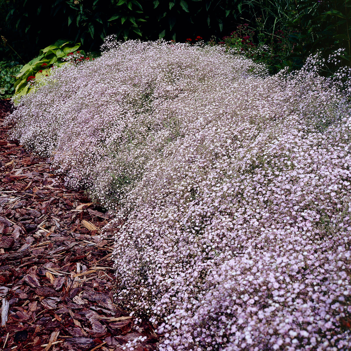 Gypsophila paniculata Rosenschleier - Gypsophile Rosenschleier - Gypsophile