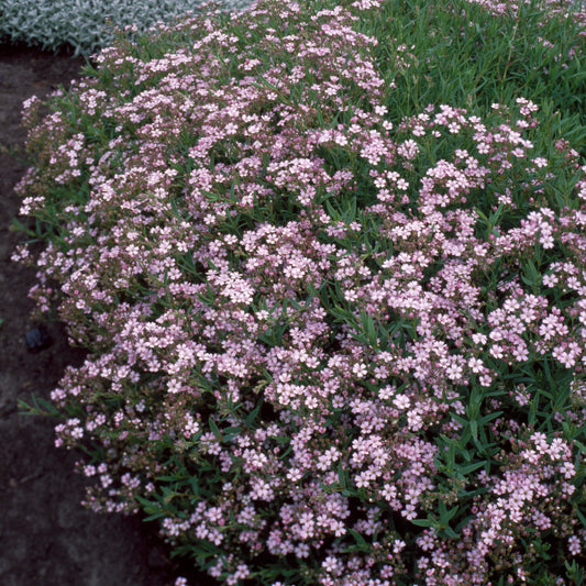 Gypsophile rampant Rosea - Bakker