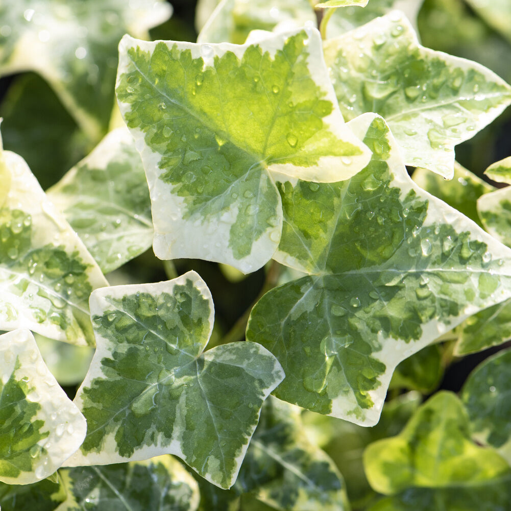 Vente Lierre commun Glacier - Hedera helix Glacier
