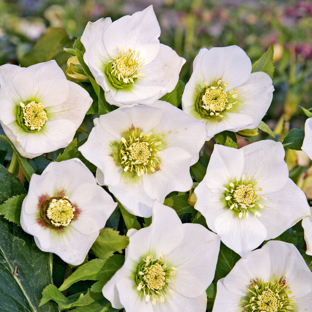 Héllébore d'Orient White Lady - Bakker