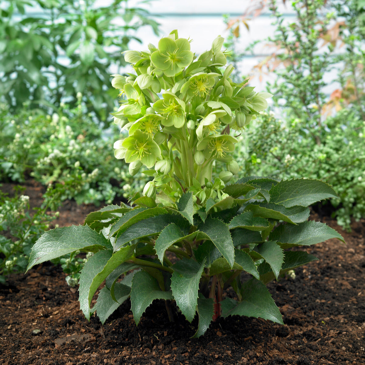 Hellébore de Stern - Helleborus sternii - Bakker