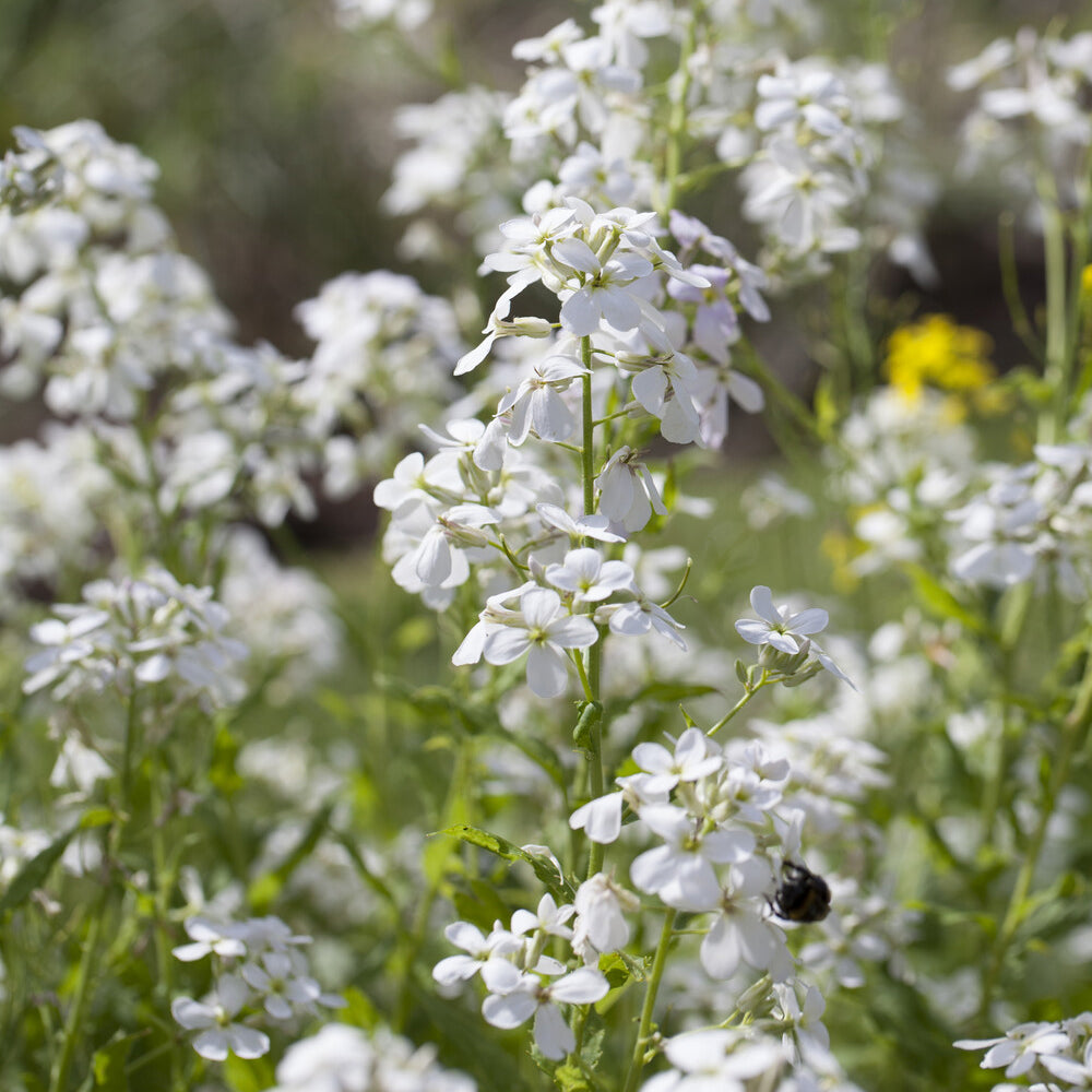 Hesperis matronalis Alba - Julienne des Dames à fleurs blanches - Vivaces fleuries