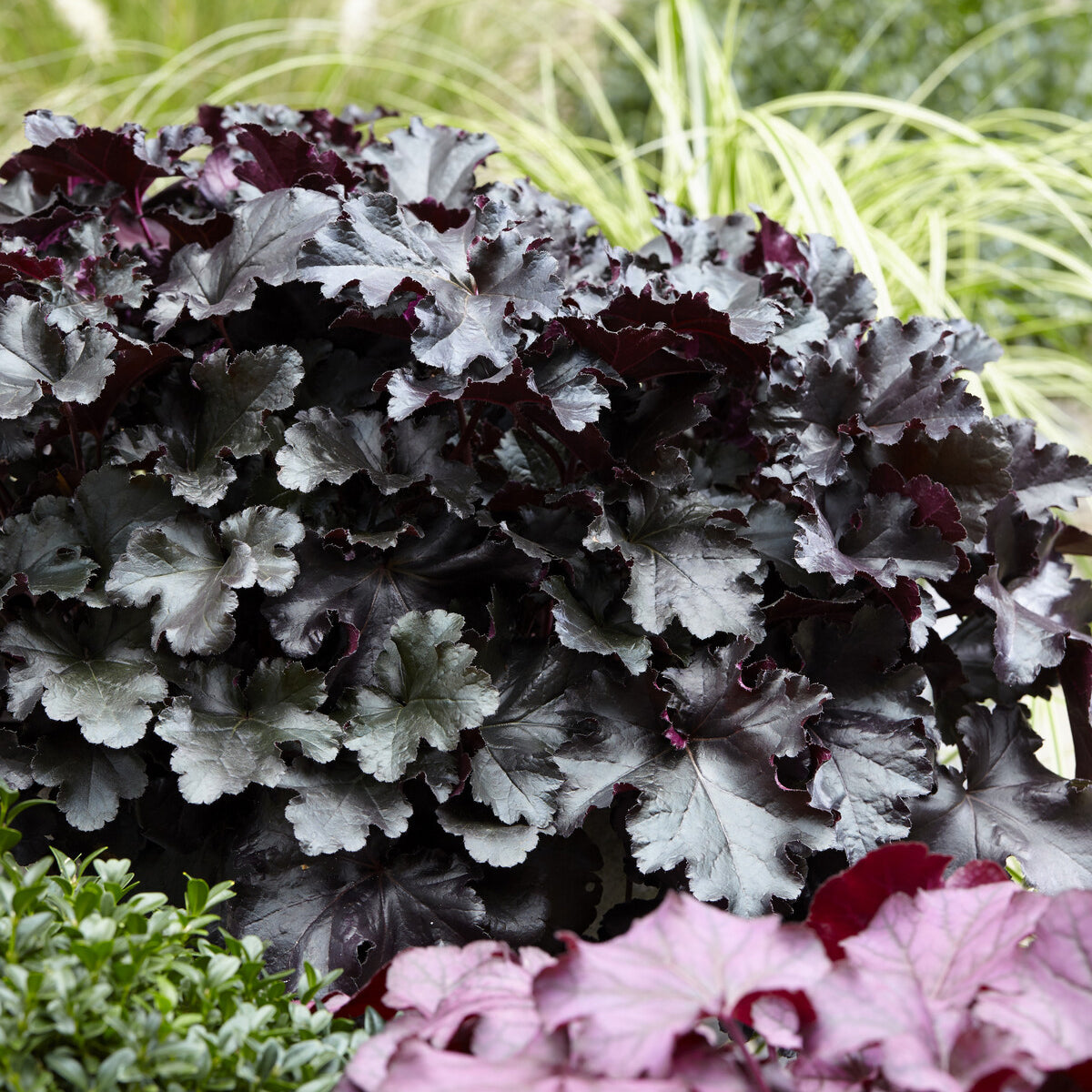 Heuchère Black Pearl - Bakker