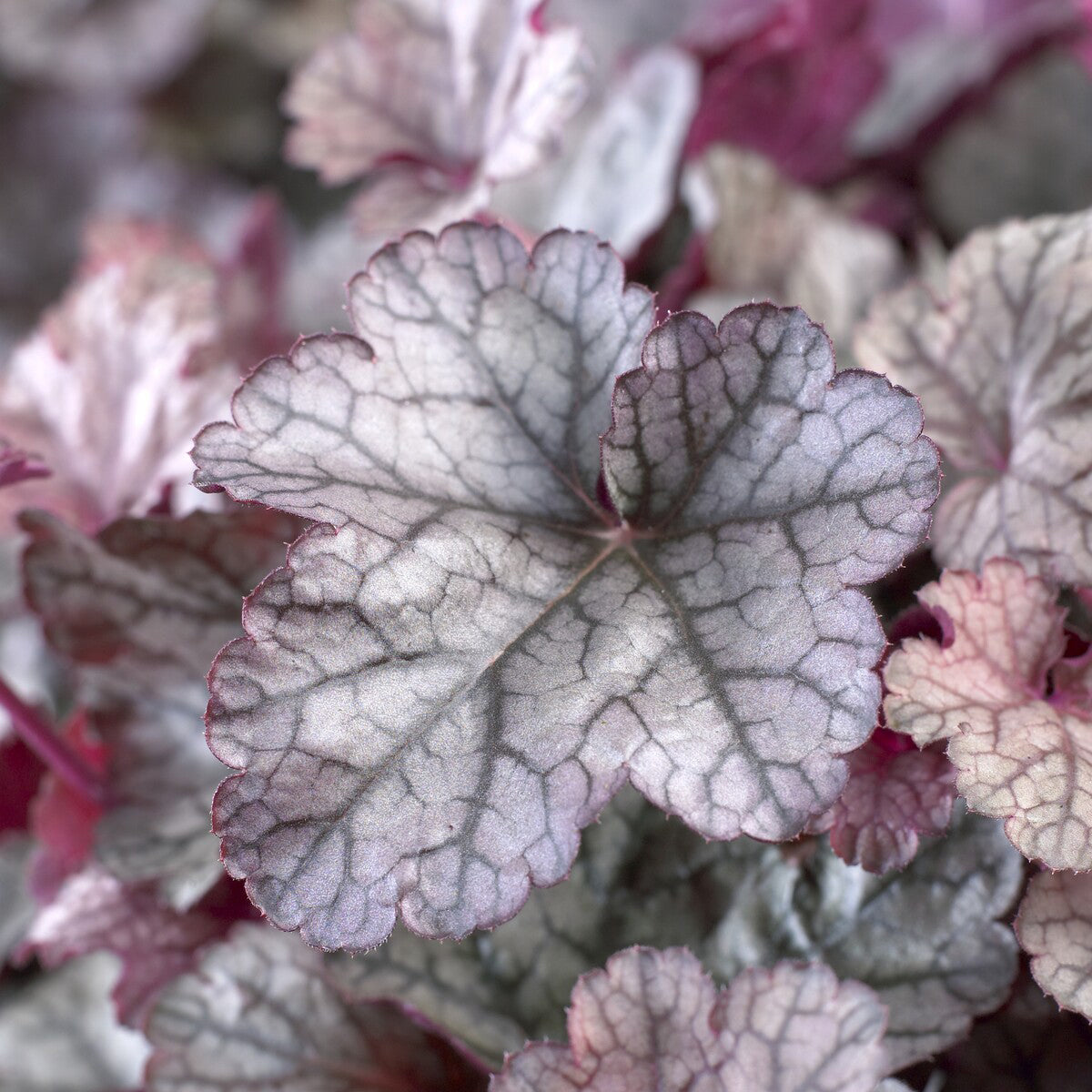 Heuchera Silver Scrolls - Heuchère Silver Scrolls - Heuchère