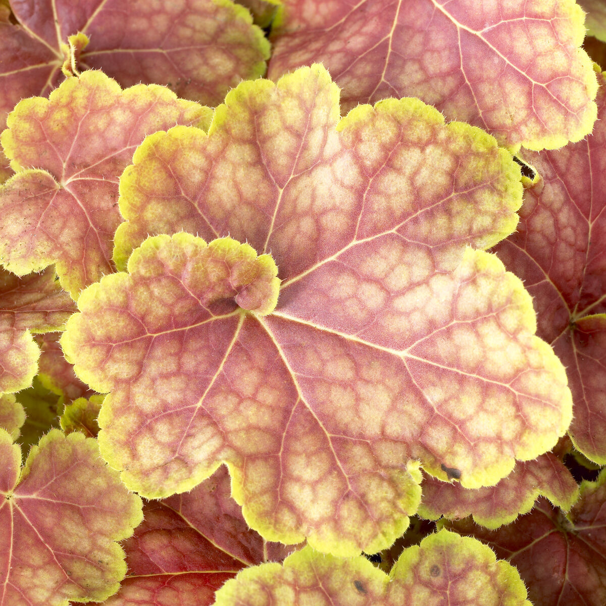 Vente Heuchère Tiramisu - Heuchera Tiramisu