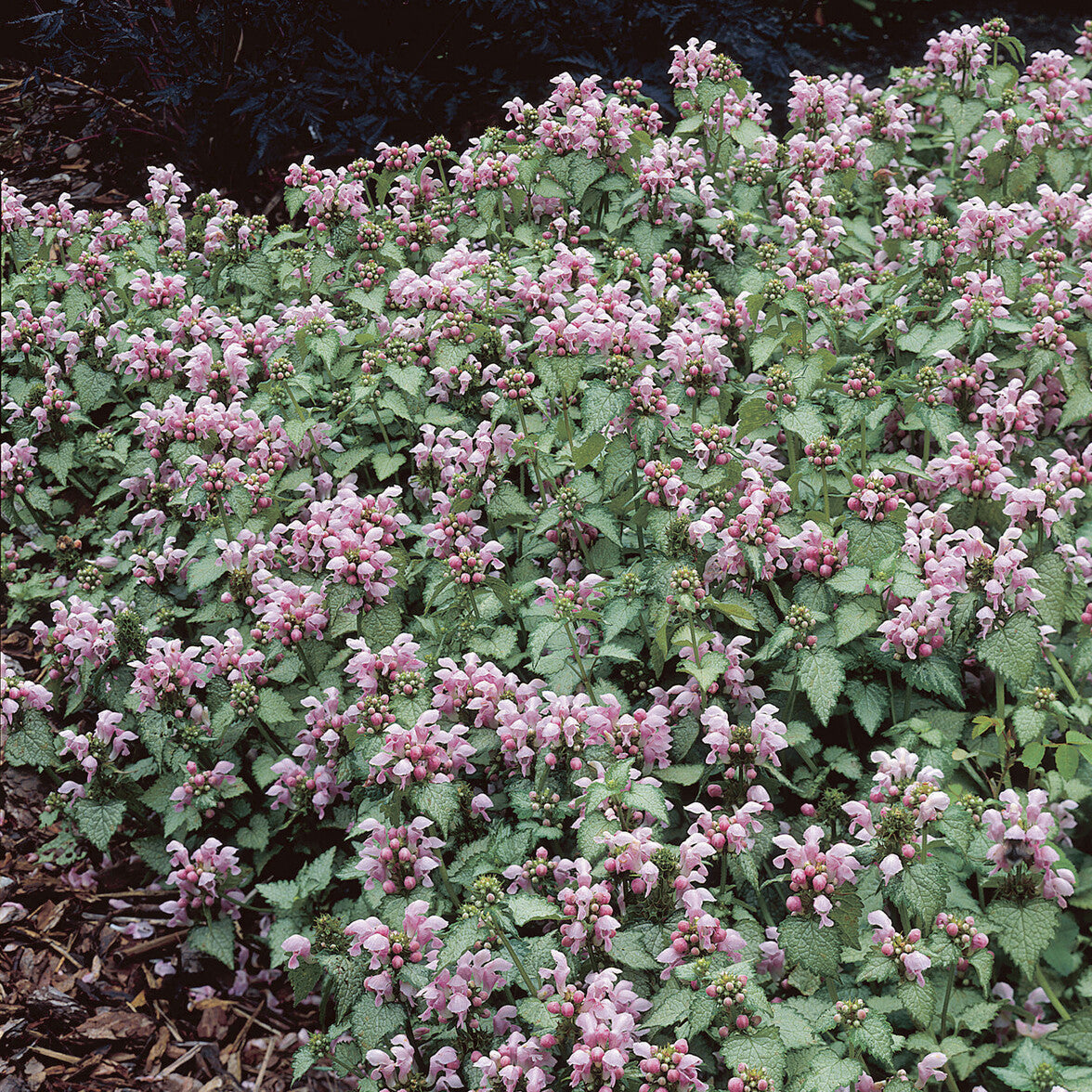 Lamier tacheté Roseum - Lamium maculatum Roseum - Bakker