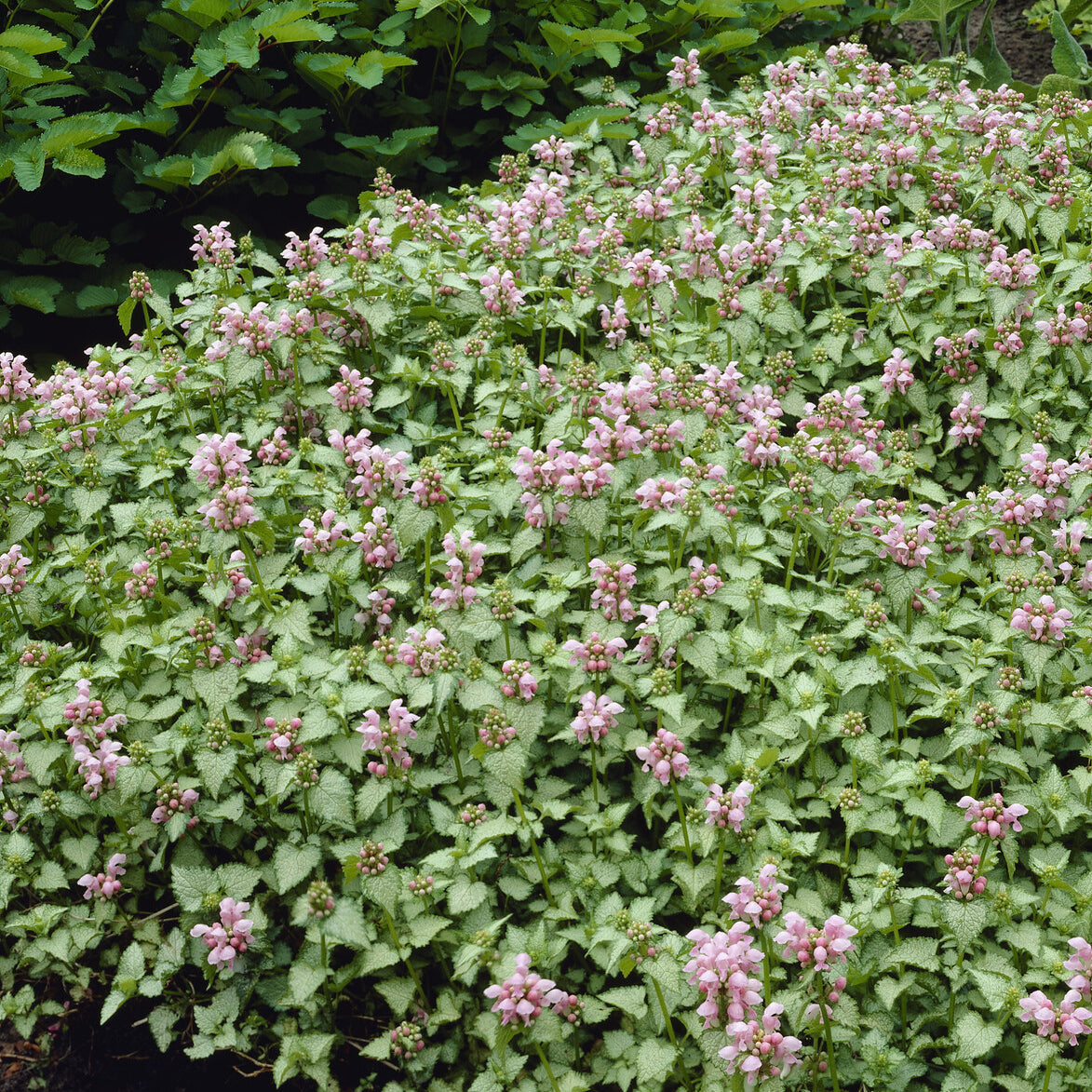 Lamier - Lamier tacheté Roseum - Lamium maculatum Roseum