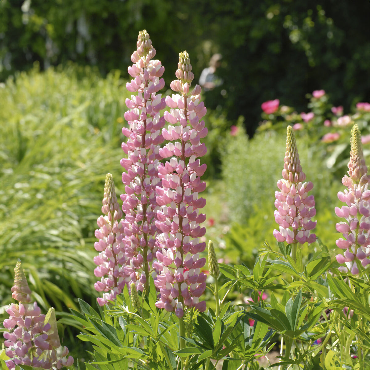 Lupin La Chateleine - Lupinus The Chatelaine - Bakker