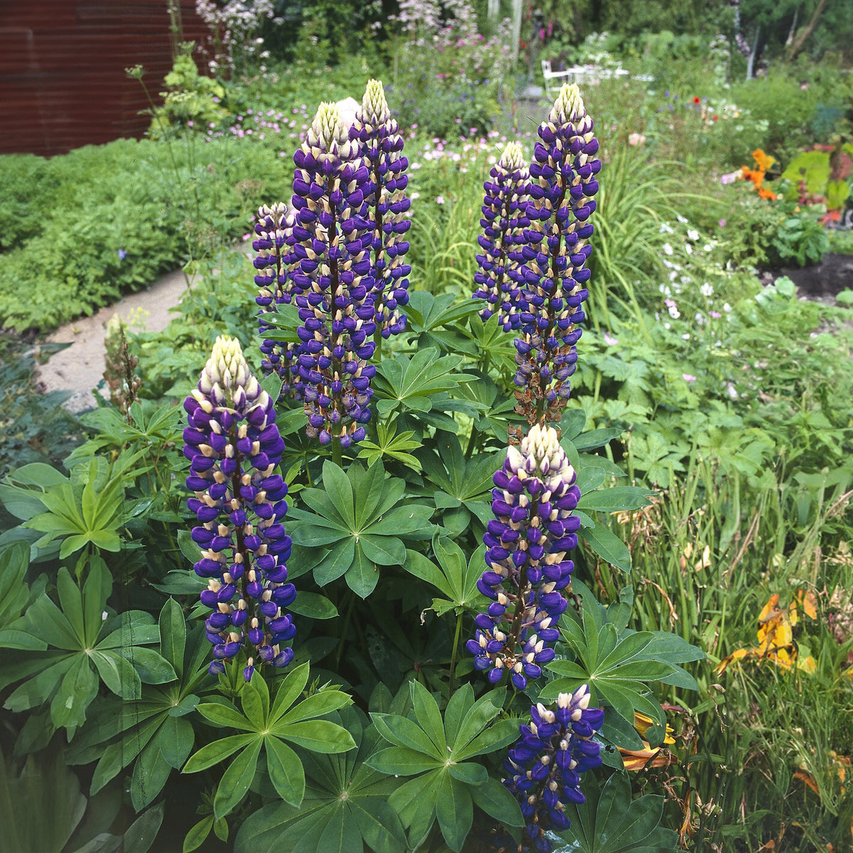 Lupin Le Gouverneur - Lupinus The Governor - Bakker