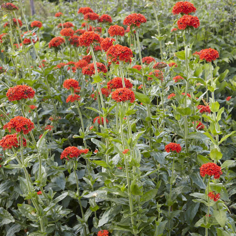 Croix de Jérusalem Morgenrot - Lychnis chalcedonica - Bakker