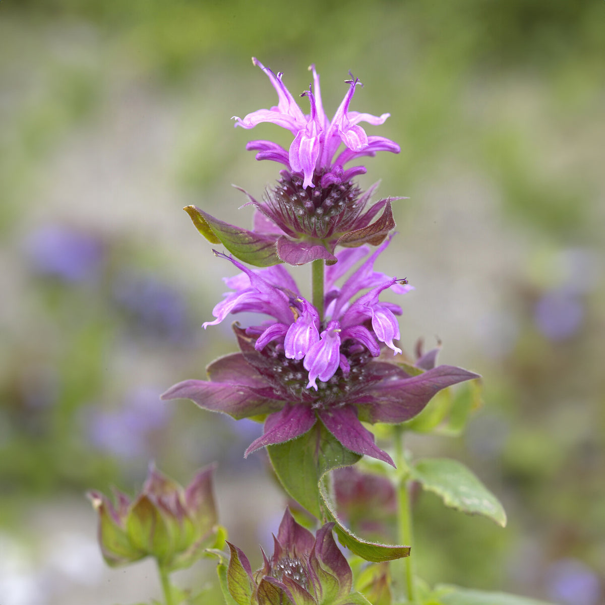 Monarde Aquarius - Monarda aquarius - Bakker