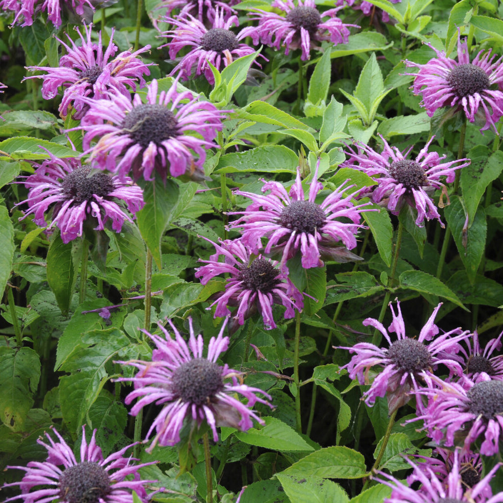 Monarde Aquarius - Bakker