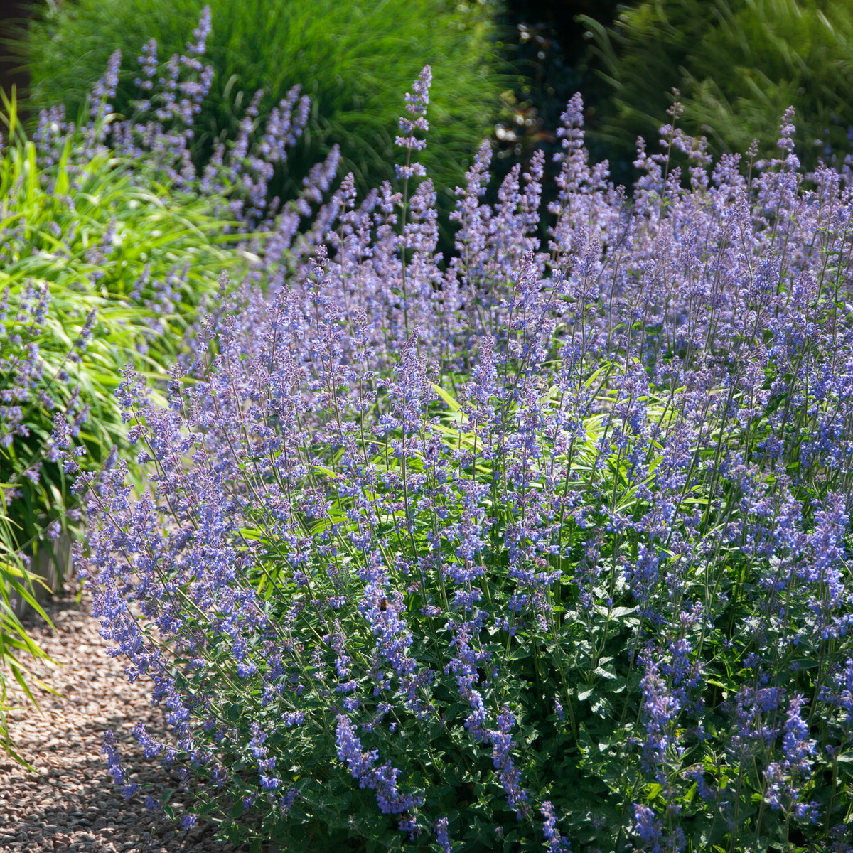 Nepeta Six Hills Giant - Nepeta faassenii six hills giant - Bakker