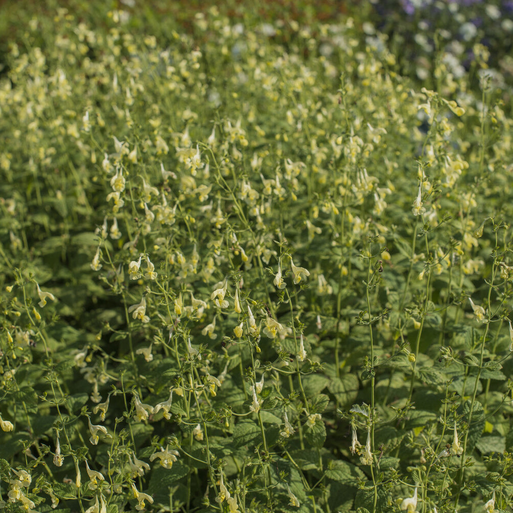 Nepeta govaniana - Menthe des chats - Nepeta