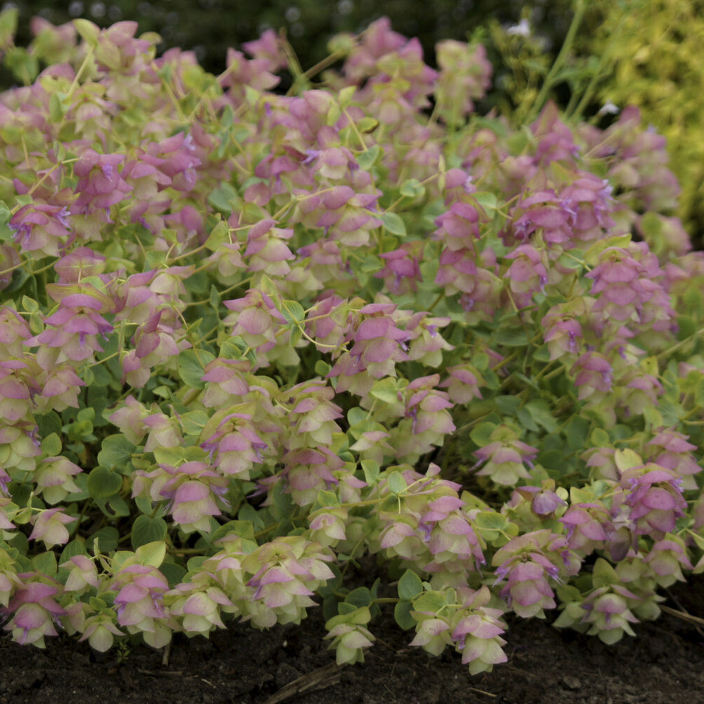 Origanum rotundifolium Kent Beauty - Origan Kent Beauty - Plantes vivaces
