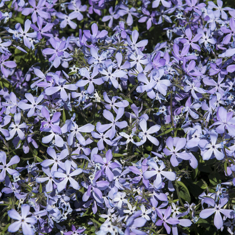 Phlox divaricata Clouds of Perfume - Phlox divaricata Clouds of Perfume - Phlox