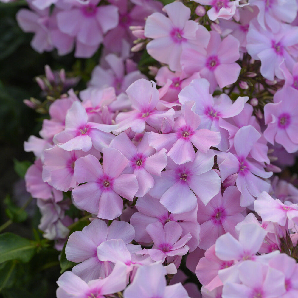Phlox paniculata Rosa Pastell - Phlox paniculé Rosa Pastel - Phlox