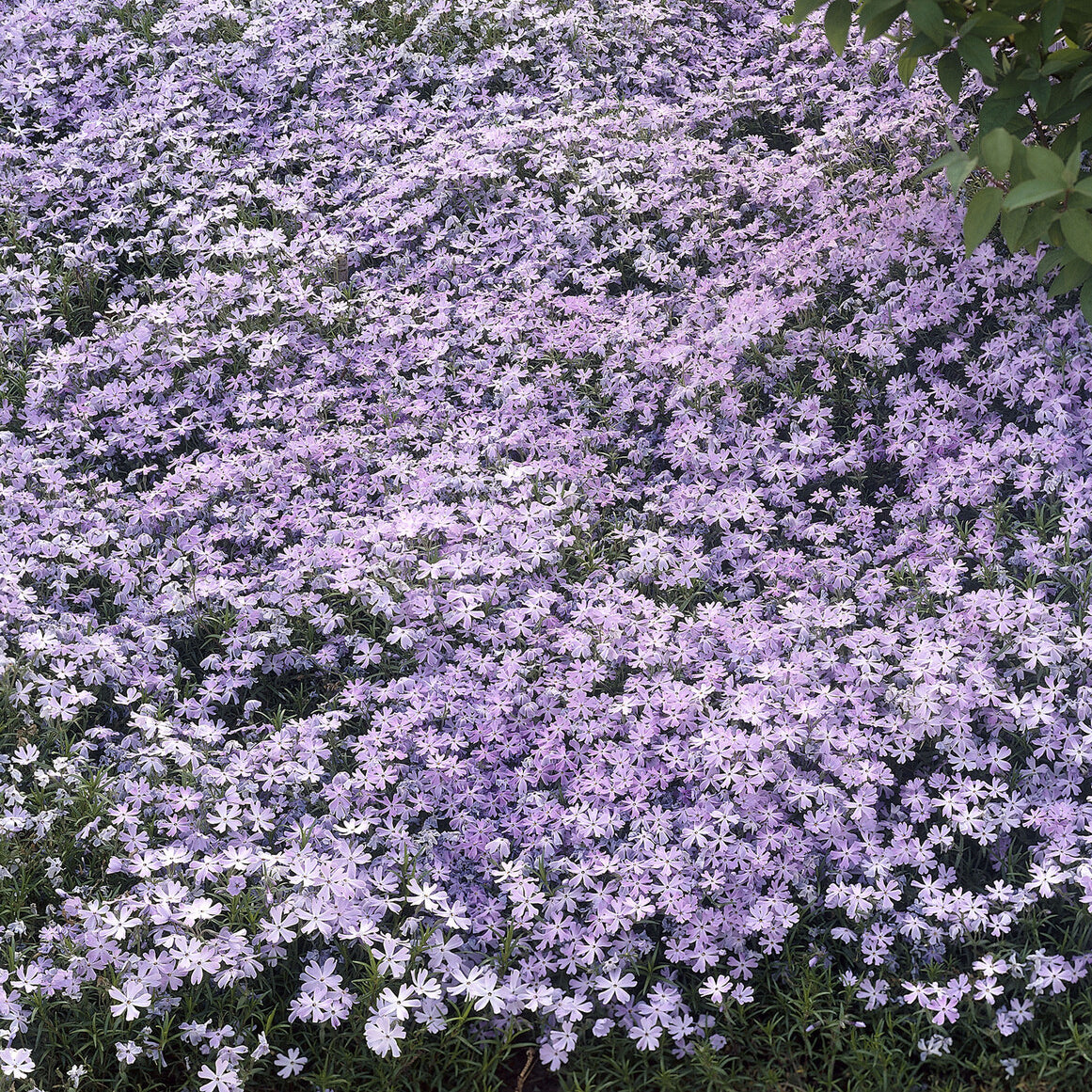 Phlox mousse Emerald Cushion Blue - Phlox subulata Emerald Cushion Blue - Bakker