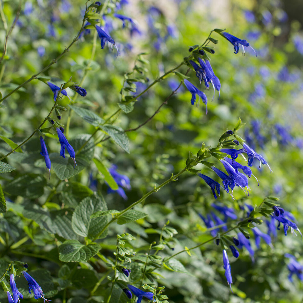 Sauges - Sauge Blue Enigma - Salvia guaranitica Blue Enigma