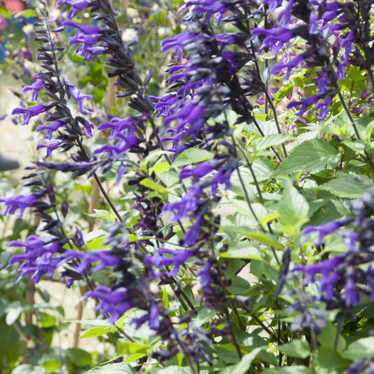 Sauge Amistad - Bakker