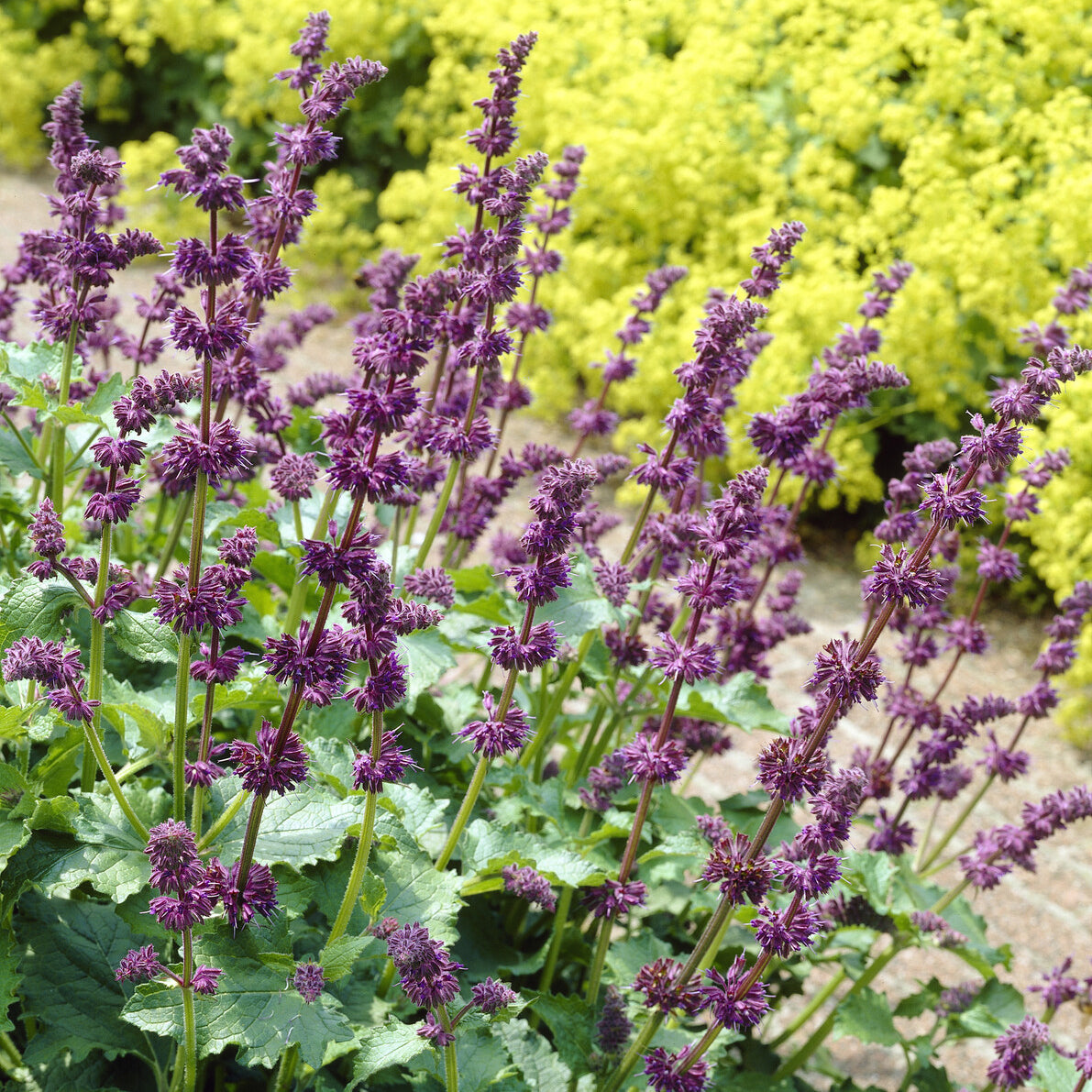 Sauge verticillée Purple Rain - Bakker