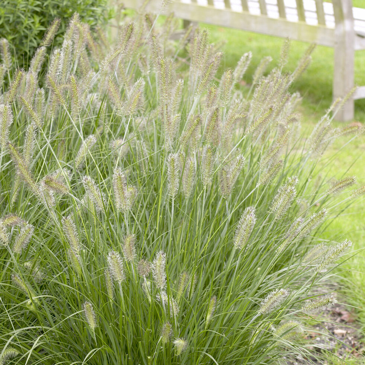 Pennisetum alopecuroides herbstzauber - Herbe aux écouvillons Herbstzauber - Pennisetum - Pennisetum