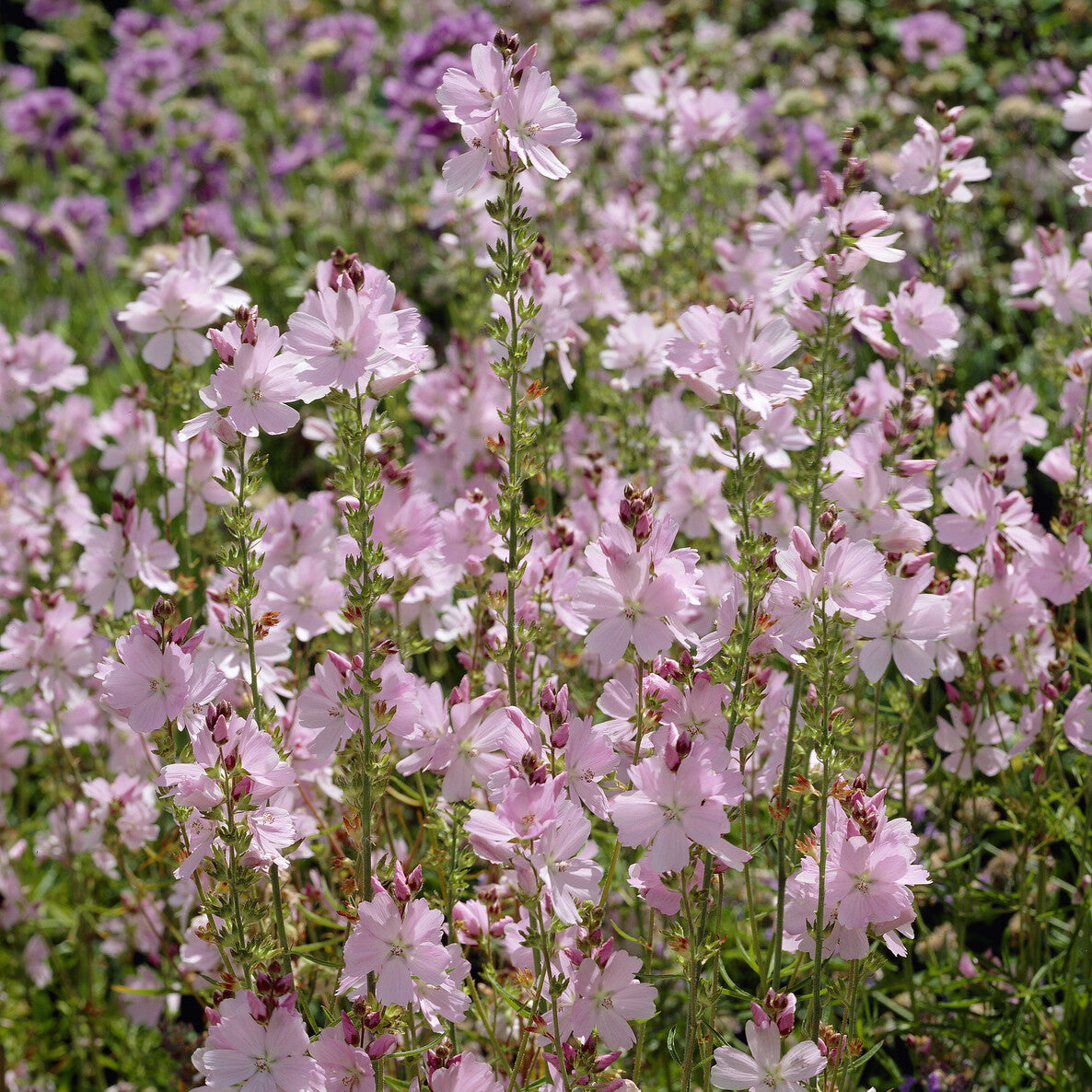 Sidalcea Elsie Heugh - Bakker