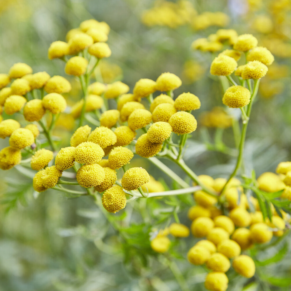 Tanacetum vulgare - Tanaisie commune - Plantes vivaces