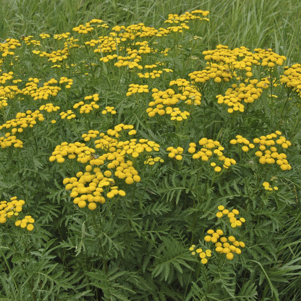 Plantes vivaces - Tanaisie commune - Tanacetum vulgare