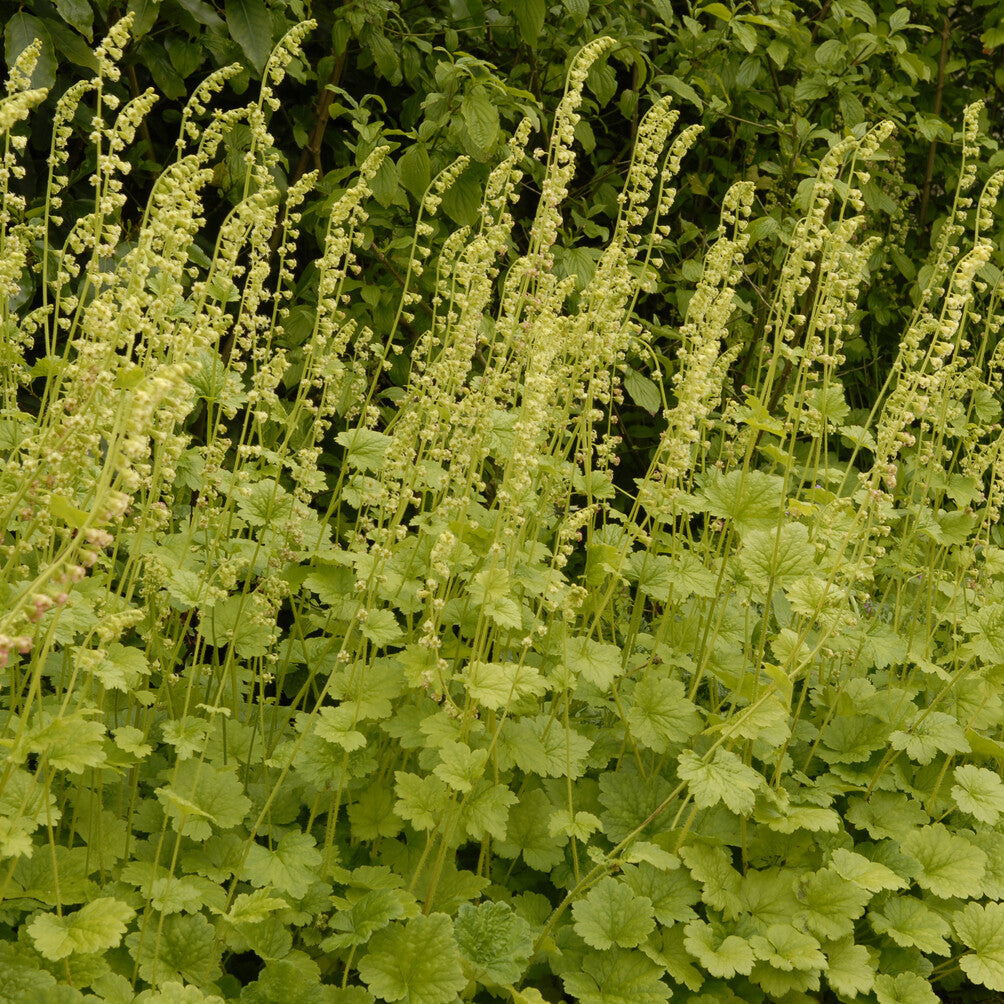 Tellime à grandes fleurs - Tellima grandiflora - Bakker