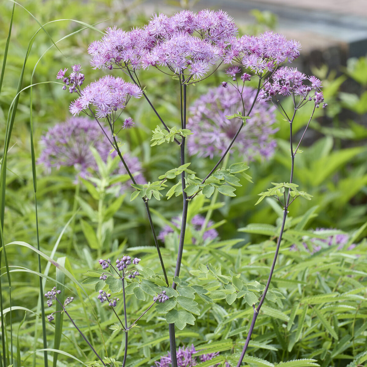 Thalictrum aquilegifolium - Pigamons à feuilles d'Ancolie - Pigamon