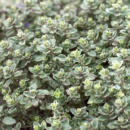 Thym citron Silver Queen - Bakker