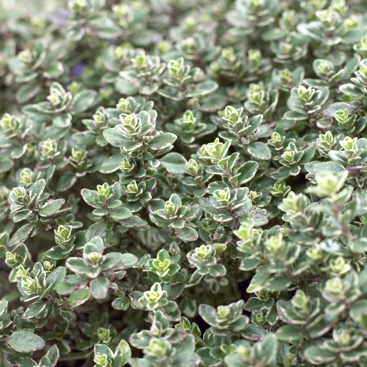 Thym citron Silver Queen - Bakker