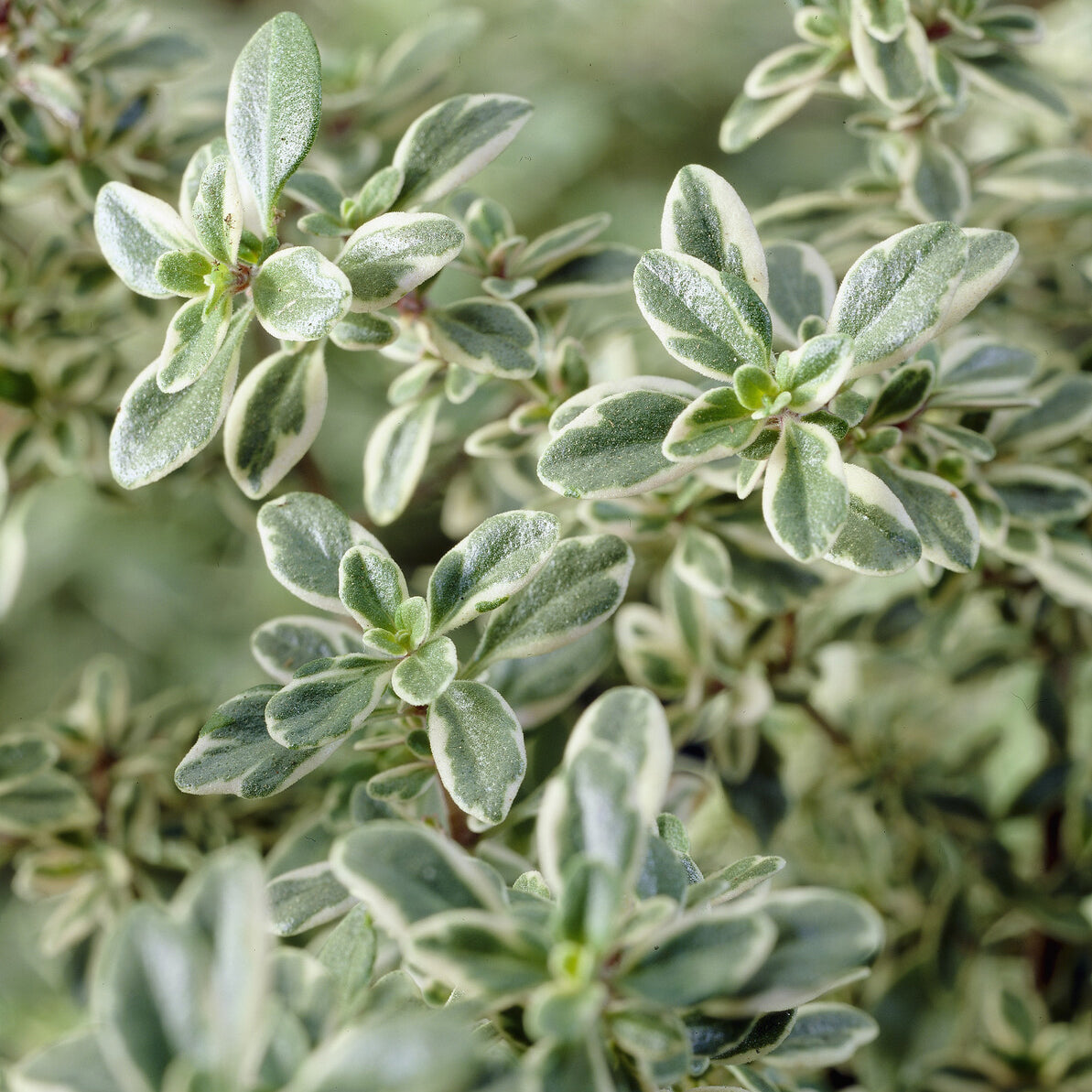 Thym citron Silver Queen - Thymus citriodorus Silver Queen - Bakker