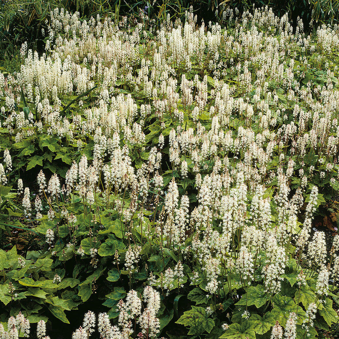 Tiarelle Wherryi - Tiarella wherryi - Bakker