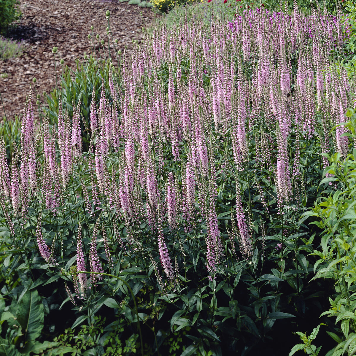 Véronique Pink Damask - Bakker