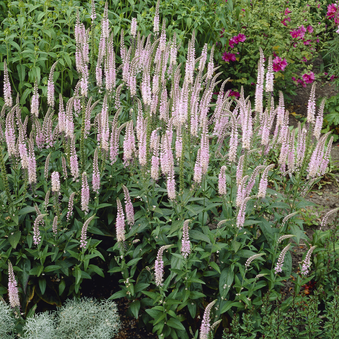 Véronique Pink Damask - Veronica spicata Pink Damask - Bakker