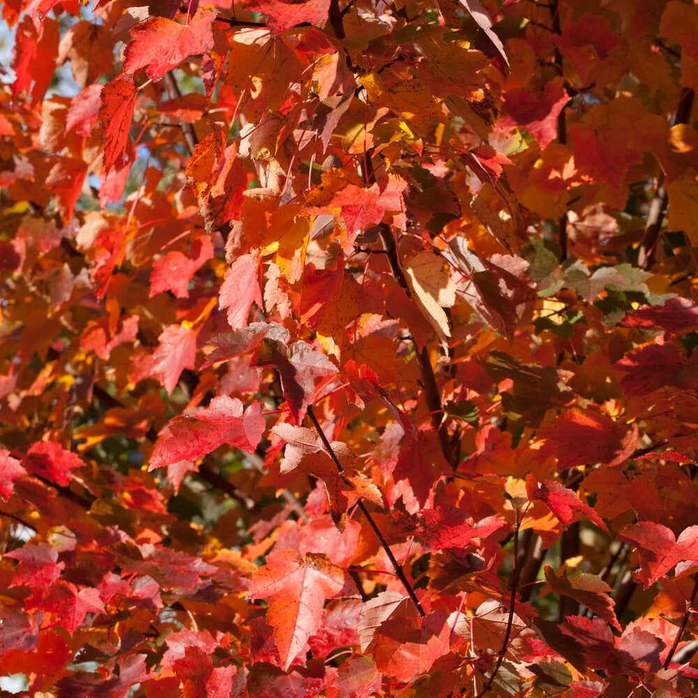 Erable rouge - Acer rubrum 'sun valley' - Bakker