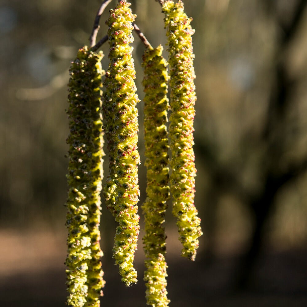 Alnus cordata - Aulne de Corse - Aulne