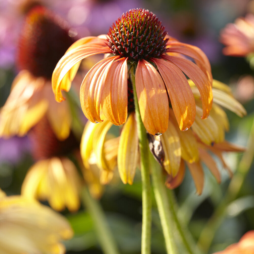 Echinacea purpurea Tangerine Dream ® - Echinacée Tangerine Dream ® - Plantes vivaces
