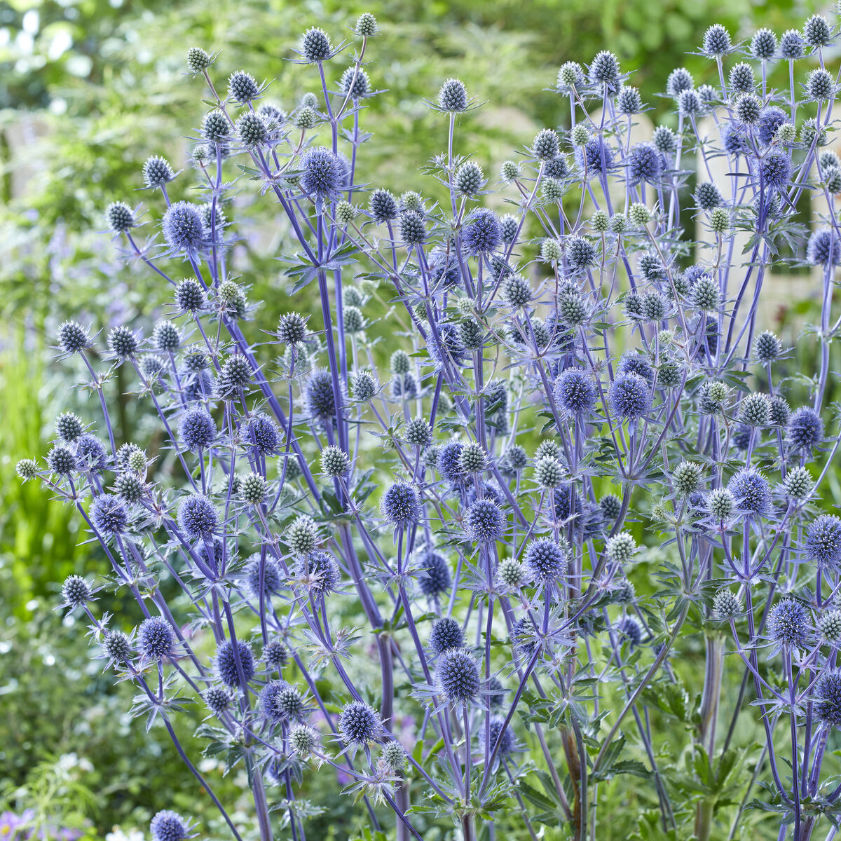 Chardon bleu - Eryngium planum - Bakker
