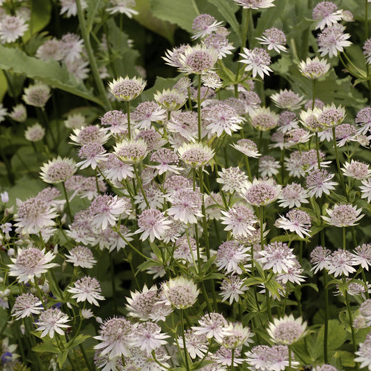 Grande astrance Buckland - Bakker
