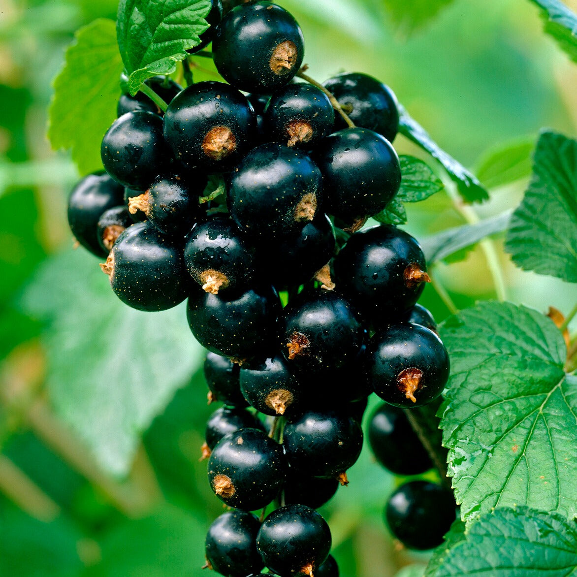 Cassissier Titania - Ribes nigrum 'titania' - Bakker