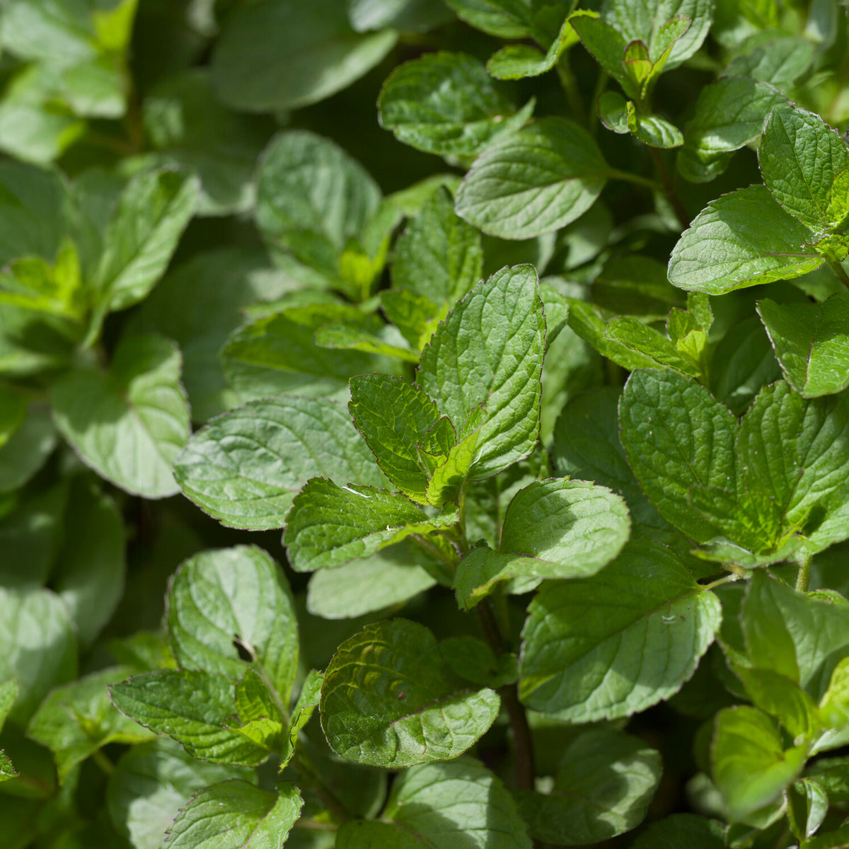 Menthe pouliot - Mentha pulegium - Bakker