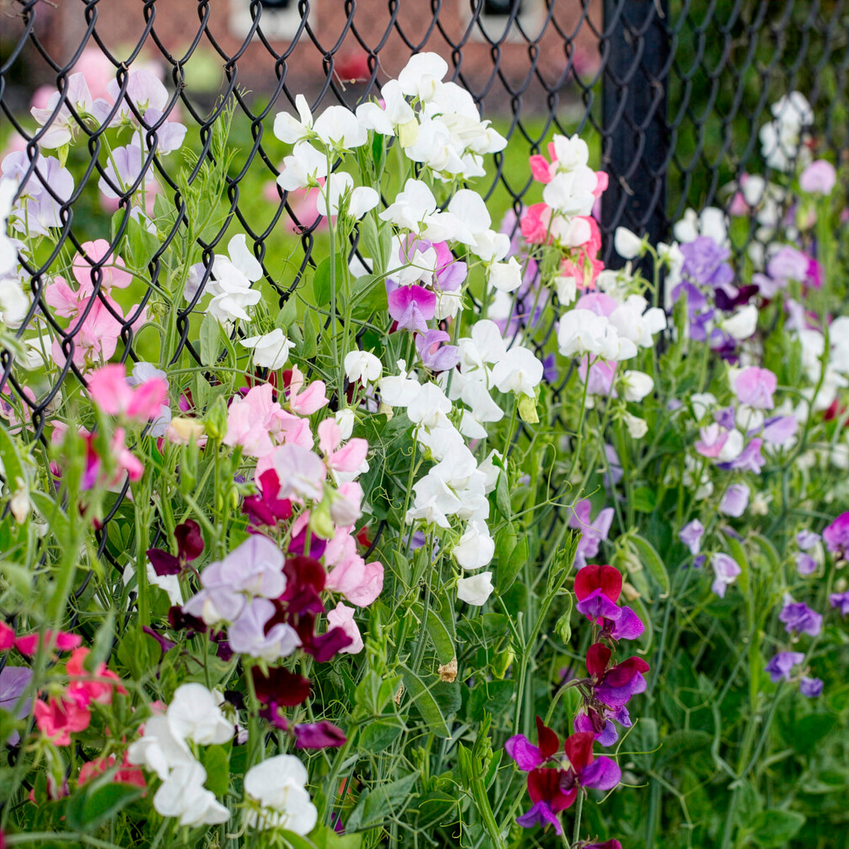 Pois de senteur à grandes fleurs en mélange Bio - Lathyrus odoratus - Bakker