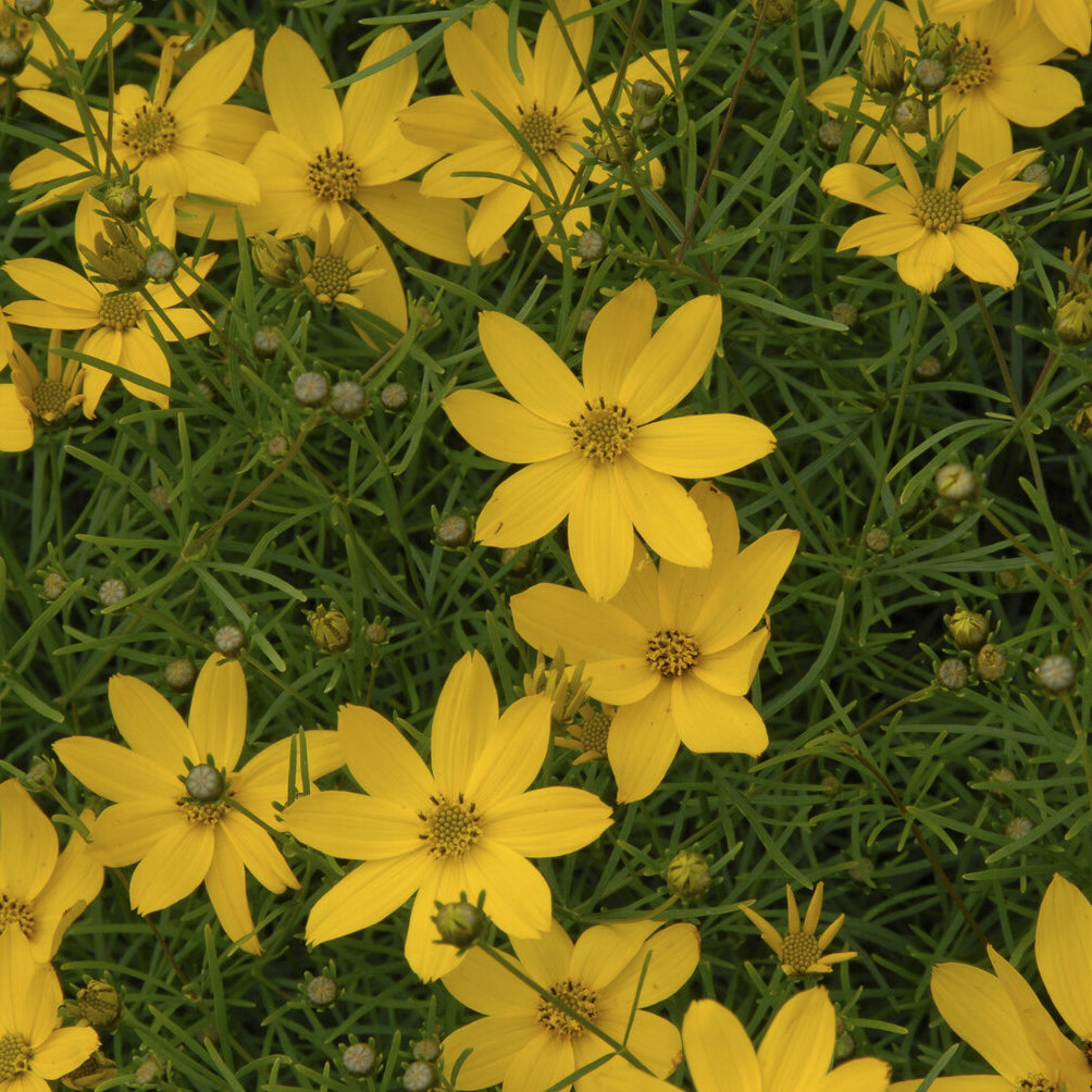 Coreopsis verticillata Zagreb - Coreopsis verticillé Zagreb - Coréopsis